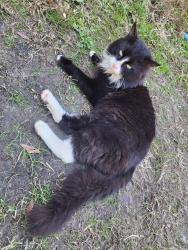 Reunited Female Cat last seen North Brunswick highschool, Leland, NC 28451
