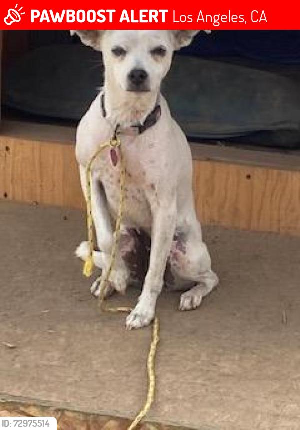 Lost Female Dog last seen Savannah st by food4less, Los Angeles, CA 90033