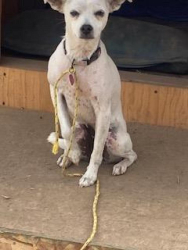 Lost Female Dog last seen Savannah st by food4less, Los Angeles, CA 90033