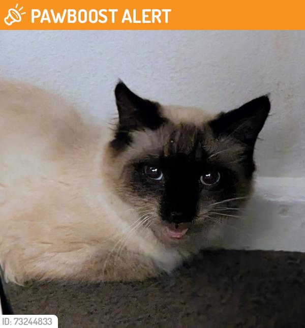 Found/Stray Unknown Cat last seen Hurlstone Park station, Hurlstone Park, NSW 2193