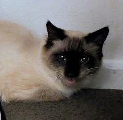 Found/Stray Unknown Cat last seen Hurlstone Park station, Hurlstone Park, NSW 2193