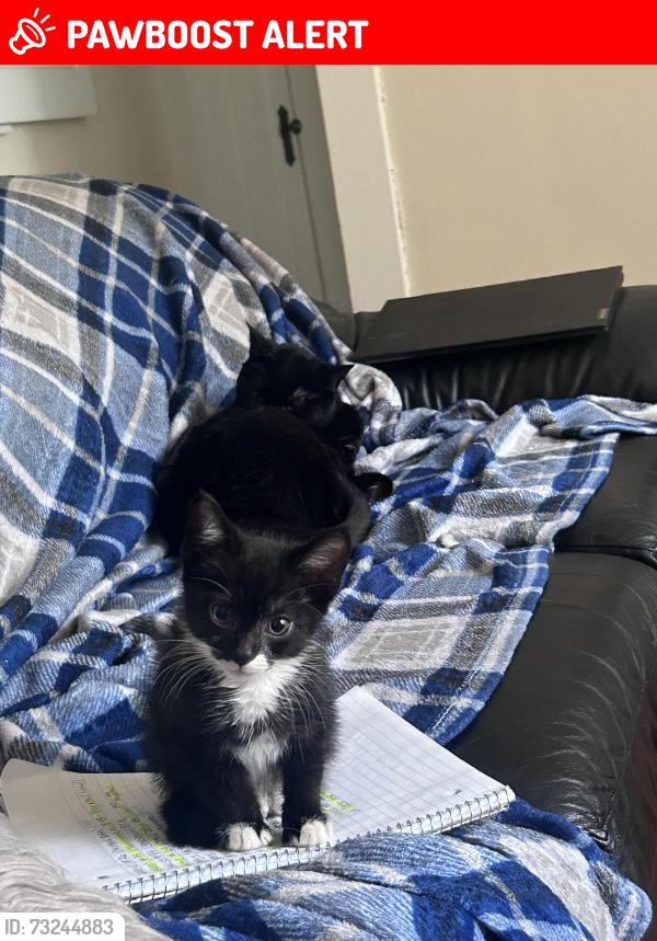 Lost Male Cat last seen Bellfield ave, Cleveland Heights, OH 44106