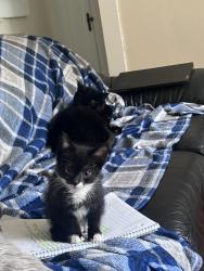 Lost Male Cat last seen Bellfield ave, Cleveland Heights, OH 44106
