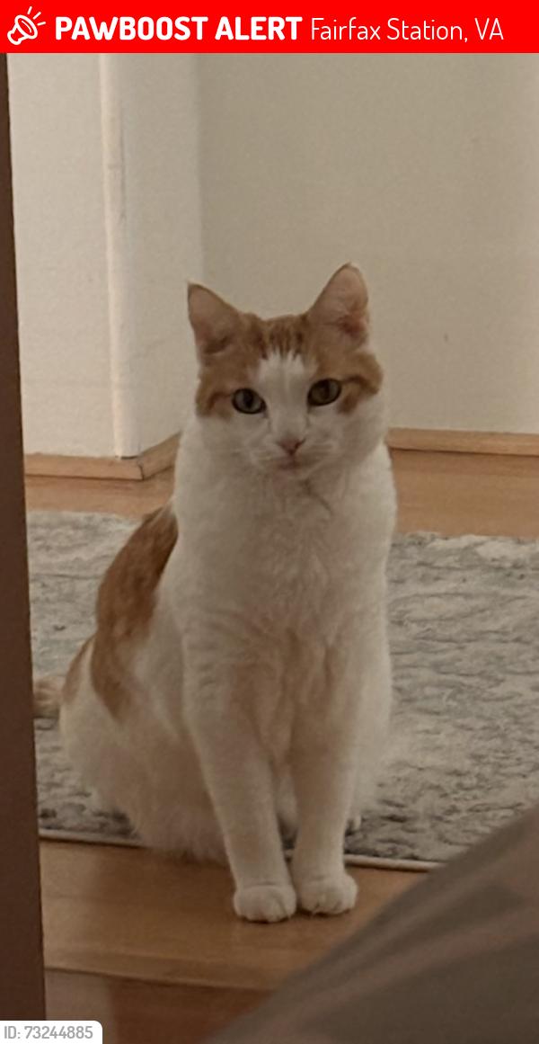Lost Female Cat last seen Behind the temporary firestation, Fairfax Station, VA 22039