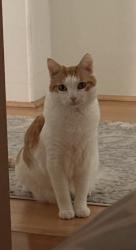 Lost Female Cat last seen Behind the temporary firestation, Fairfax Station, VA 22039