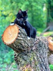 Lost Male Cat last seen Hopi st, by Martels, Albany, NY 12208