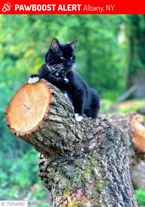 Lost Male Cat last seen Hopi st, by Martels, Albany, NY 12208