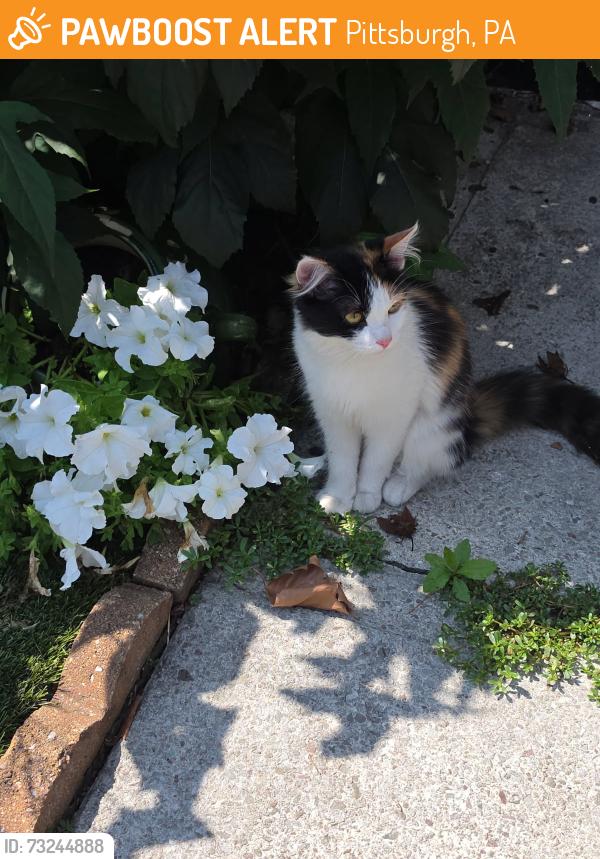 Found/Stray Female Cat last seen Sw, Pittsburgh, PA 15218