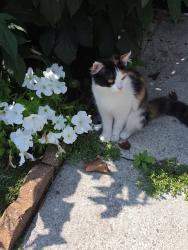 Found/Stray Female Cat last seen Sw, Pittsburgh, PA 15218