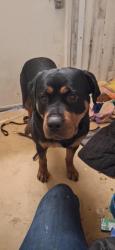 Lost Female Dog last seen 38th and powell, Portland, OR 97214