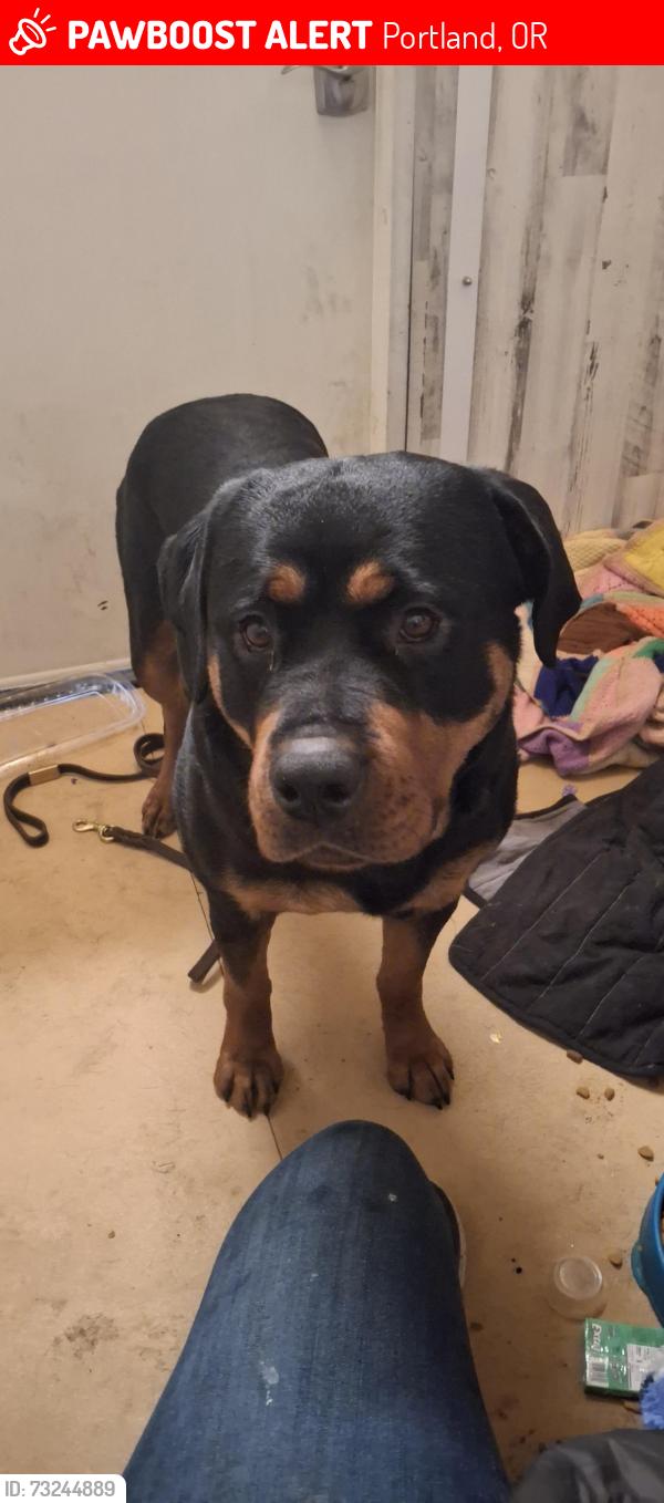 Lost Female Dog last seen 38th and powell, Portland, OR 97214
