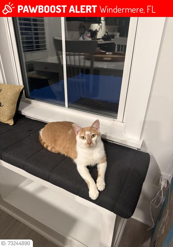 Lost Male Cat last seen Windermere trails, Windermere, FL 34786