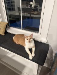 Lost Male Cat last seen Windermere trails, Windermere, FL 34786
