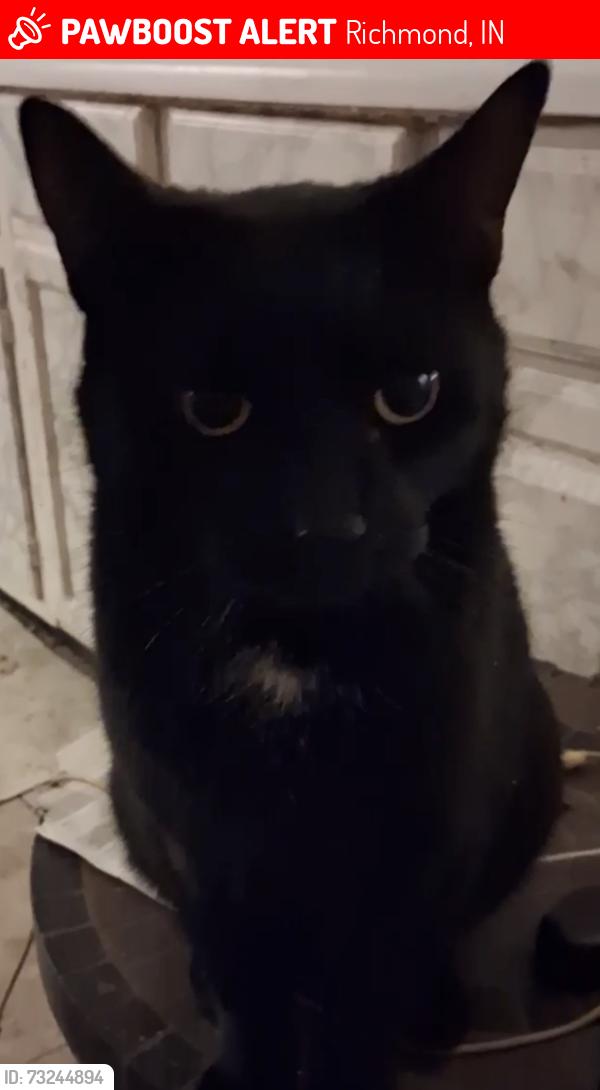 Lost Male Cat last seen North E st. And north D, Richmond, IN 47374