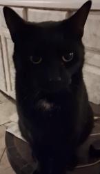 Lost Male Cat last seen North E st. And north D, Richmond, IN 47374