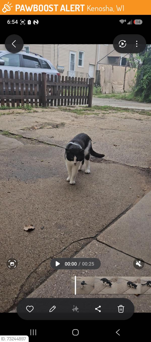 Found/Stray Unknown Cat last seen 64th st, Kenosha, WI 53140