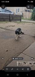 Found/Stray Unknown Cat last seen 64th st, Kenosha, WI 53140