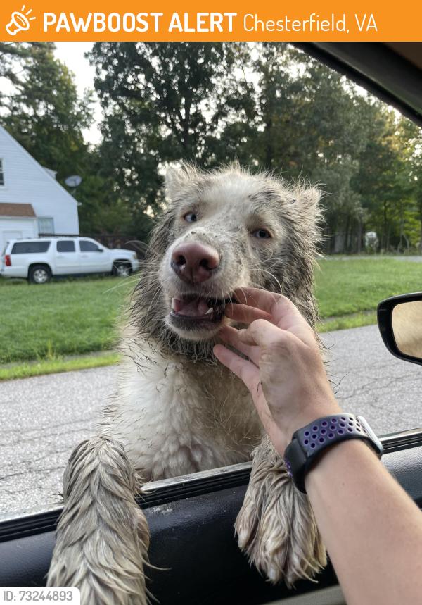 Found/Stray Male Dog last seen Near tokay ct, Chesterfield, VA 23832