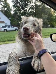 Found/Stray Male Dog last seen Near tokay ct, Chesterfield, VA 23832