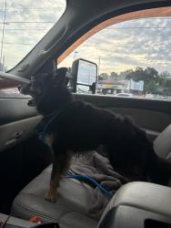 Reunited Male Dog last seen Was sitting on my porch, Chattanooga, TN 37412