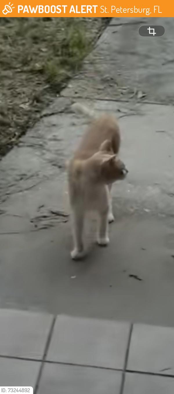 Found/Stray Unknown Cat last seen Mt Vernon Elem School, St. Petersburg, FL 33713