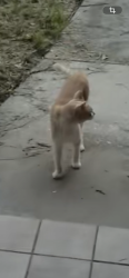 Found/Stray Unknown Cat last seen Mt Vernon Elem School, St. Petersburg, FL 33713