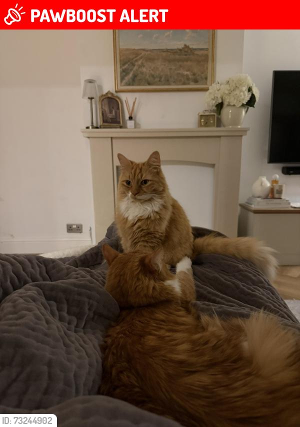 Lost Male Cat last seen Meadway, Tilehurst, England RG30 4AU