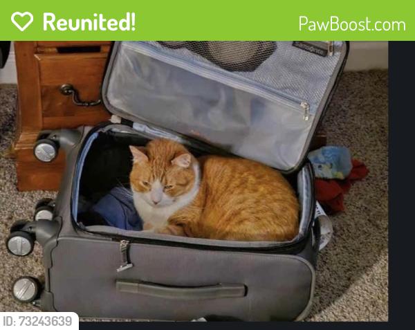 Reunited Male Cat last seen Target in Fayetteville, Fayetteville, AR 72703