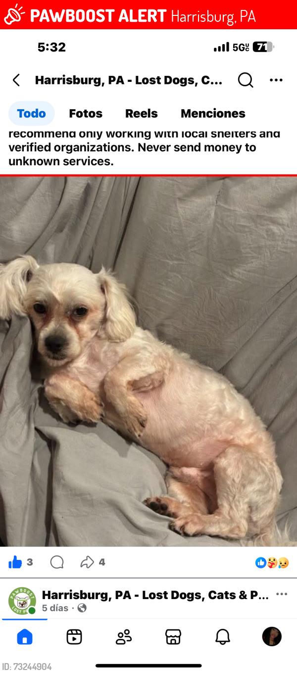Lost Male Dog last seen Boast st, Harrisburg, PA 17103