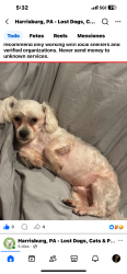 Lost Male Dog last seen Boast st, Harrisburg, PA 17103