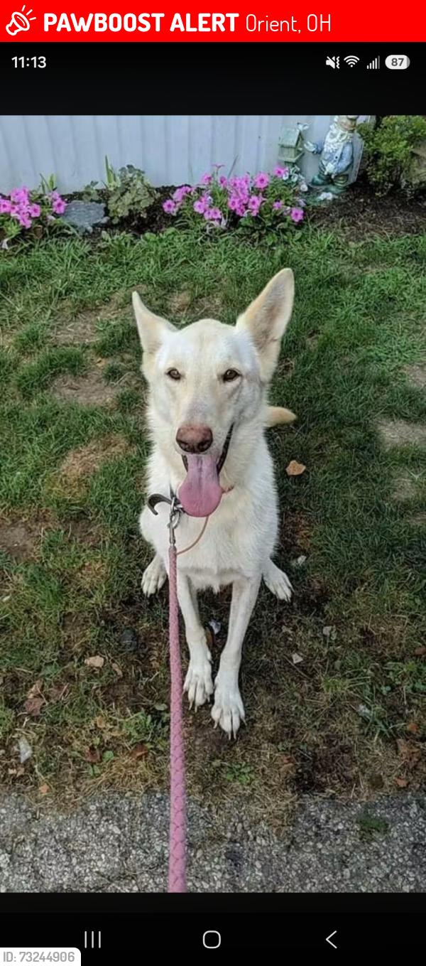 Lost Female Dog last seen Near us highway 62 orient ohio 43146, Orient, OH 43146