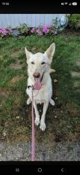 Lost Female Dog last seen Near us highway 62 orient ohio 43146, Orient, OH 43146