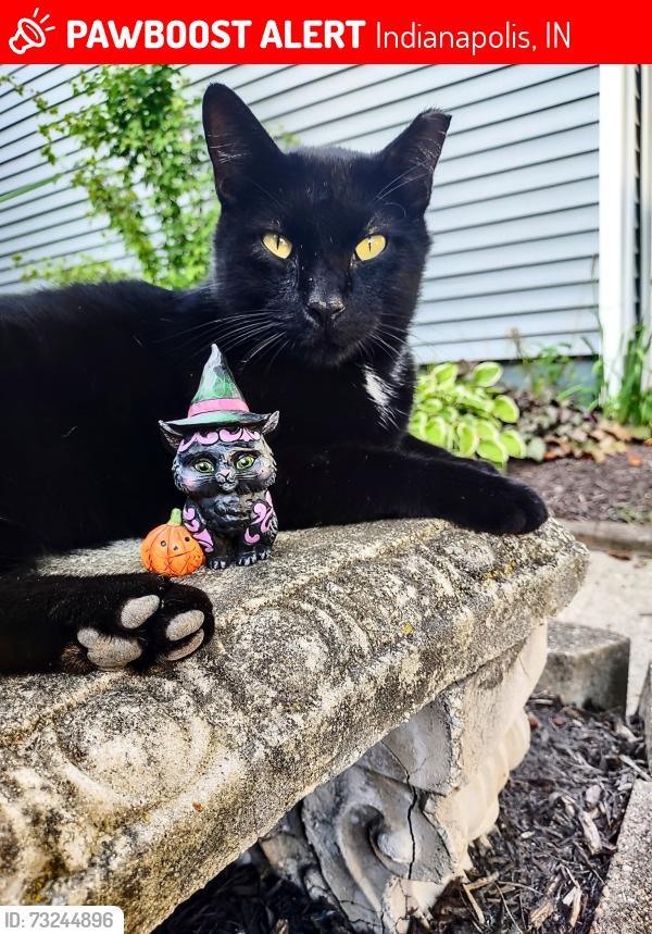 Lost Male Cat last seen Bent Brook Drive & Micko, Indianapolis, IN 46250