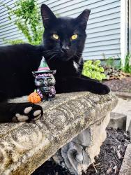 Lost Male Cat last seen Bent Brook Drive & Micko, Indianapolis, IN 46250