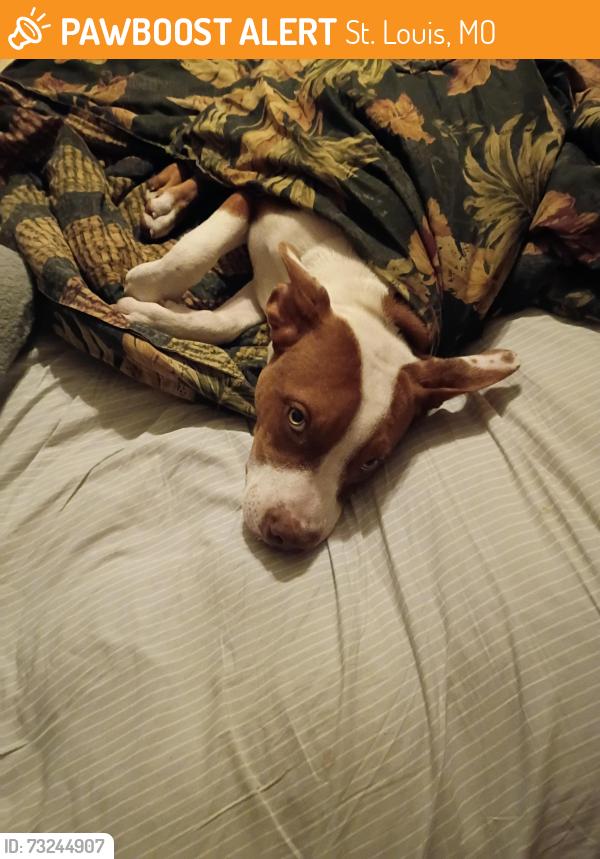Found/Stray Male Dog last seen Water street, St. Louis, MO 63111
