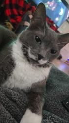 Lost Female Cat last seen Near Timbers apmts, Westerville, OH 43081