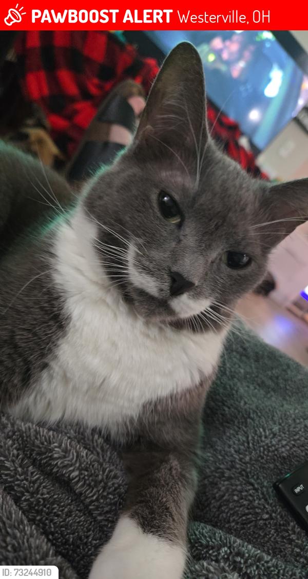 Lost Female Cat last seen Near Timbers apmts, Westerville, OH 43081