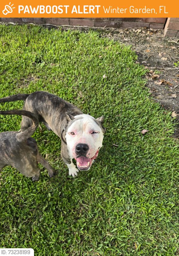 Found/Stray Male Dog last seen Belle Meade neighborhood, Winter Garden, FL 34787