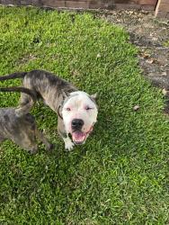 Found/Stray Male Dog last seen Belle Meade neighborhood, Winter Garden, FL 34787