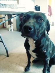 Lost Female Dog last seen I40 and Washington, Amarillo, TX 79110