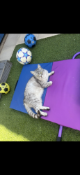 Lost Female Cat last seen Winsford, cheshire, Cheshire West and Chester, England CW7 4FJ