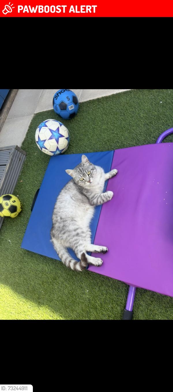 Lost Female Cat last seen Winsford, cheshire, Cheshire West and Chester, England CW7 4FJ