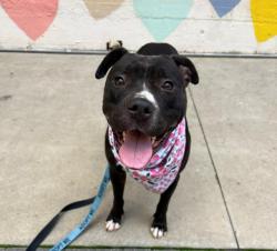 Shelter Stray Female Dog last seen CHARLOTTE, 8315 Byrum Dr, Charlotte, NC 28217, USA