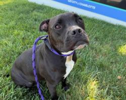 Shelter Stray Female Dog last seen CHARLOTTE, 8315 Byrum Dr, Charlotte, NC 28217, USA