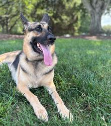 Shelter Stray Female Dog last seen CHARLOTTE, 8315 Byrum Dr, Charlotte, NC 28217, USA