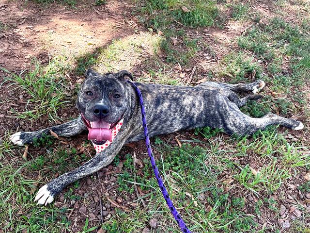 Shelter Stray Male Dog last seen CHARLOTTE, 8315 Byrum Dr, Charlotte, NC 28217, USA