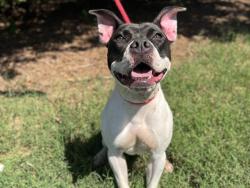 Shelter Stray Female Dog last seen CHARLOTTE, 8315 Byrum Dr, Charlotte, NC 28217, USA