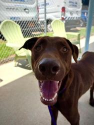 Shelter Stray Male Dog last seen CHARLOTTE, 8315 Byrum Dr, Charlotte, NC 28217, USA