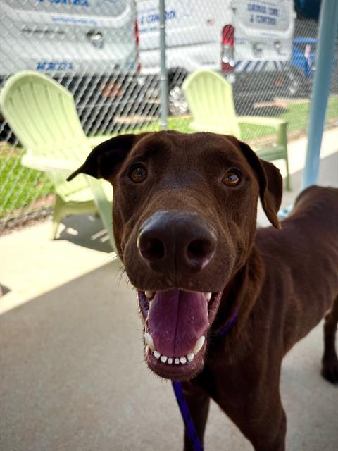 Shelter Stray Male Dog last seen CHARLOTTE, 8315 Byrum Dr, Charlotte, NC 28217, USA
