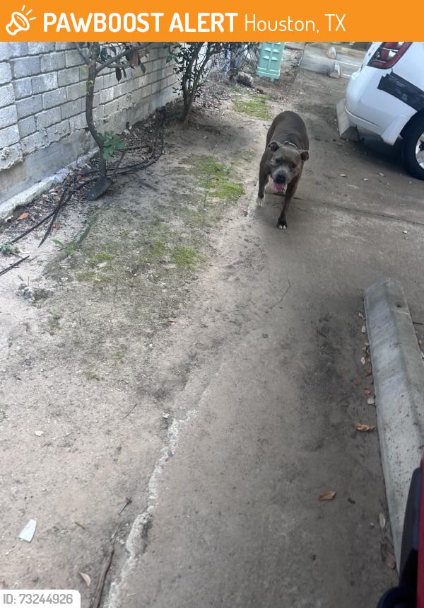 Found/Stray Unknown Dog last seen Bissonet and leawood, Houston, TX 77099
